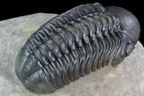 Reedops Trilobite - Beautiful Eye Detail #87466-3